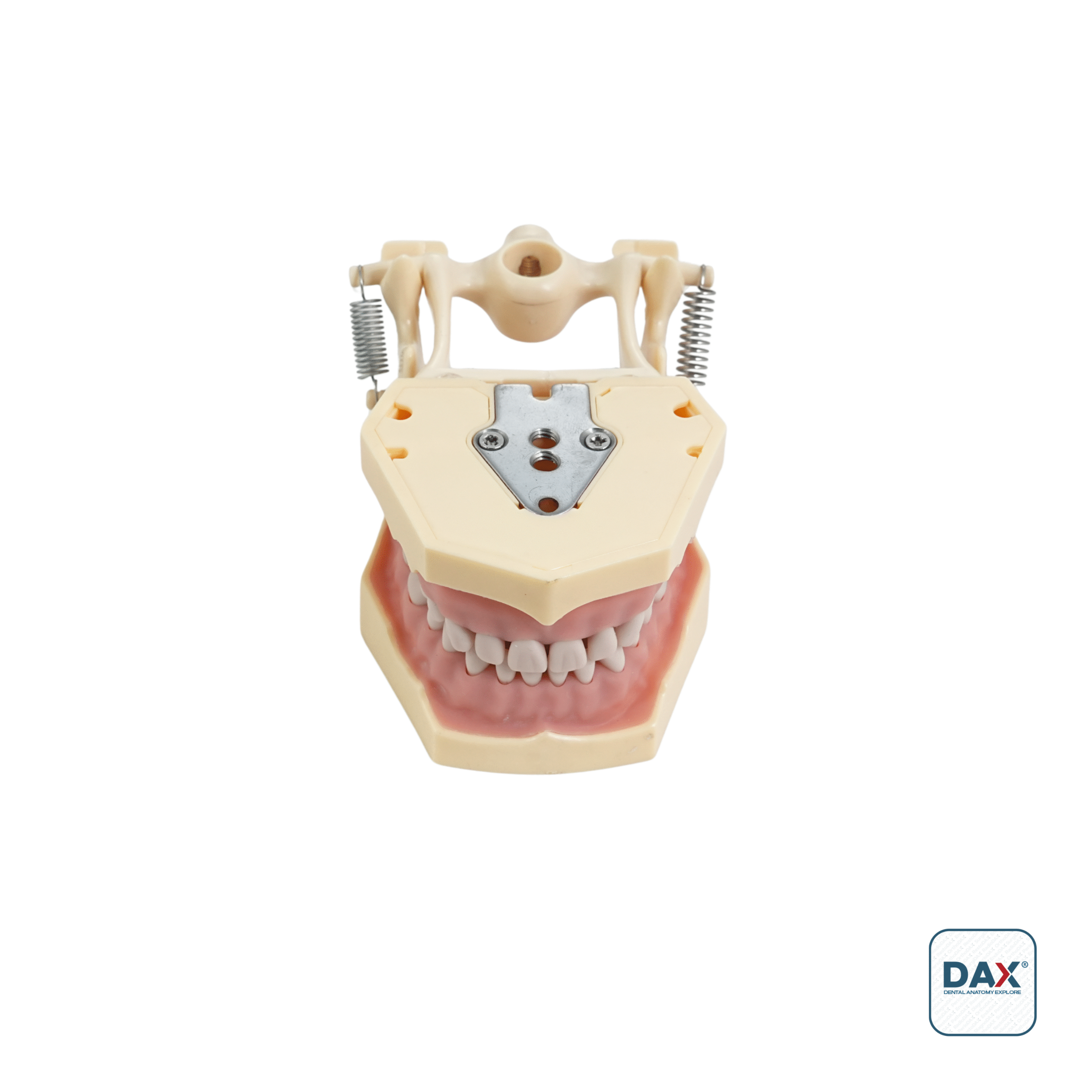 32’li Fantom Etli Çene (Model)