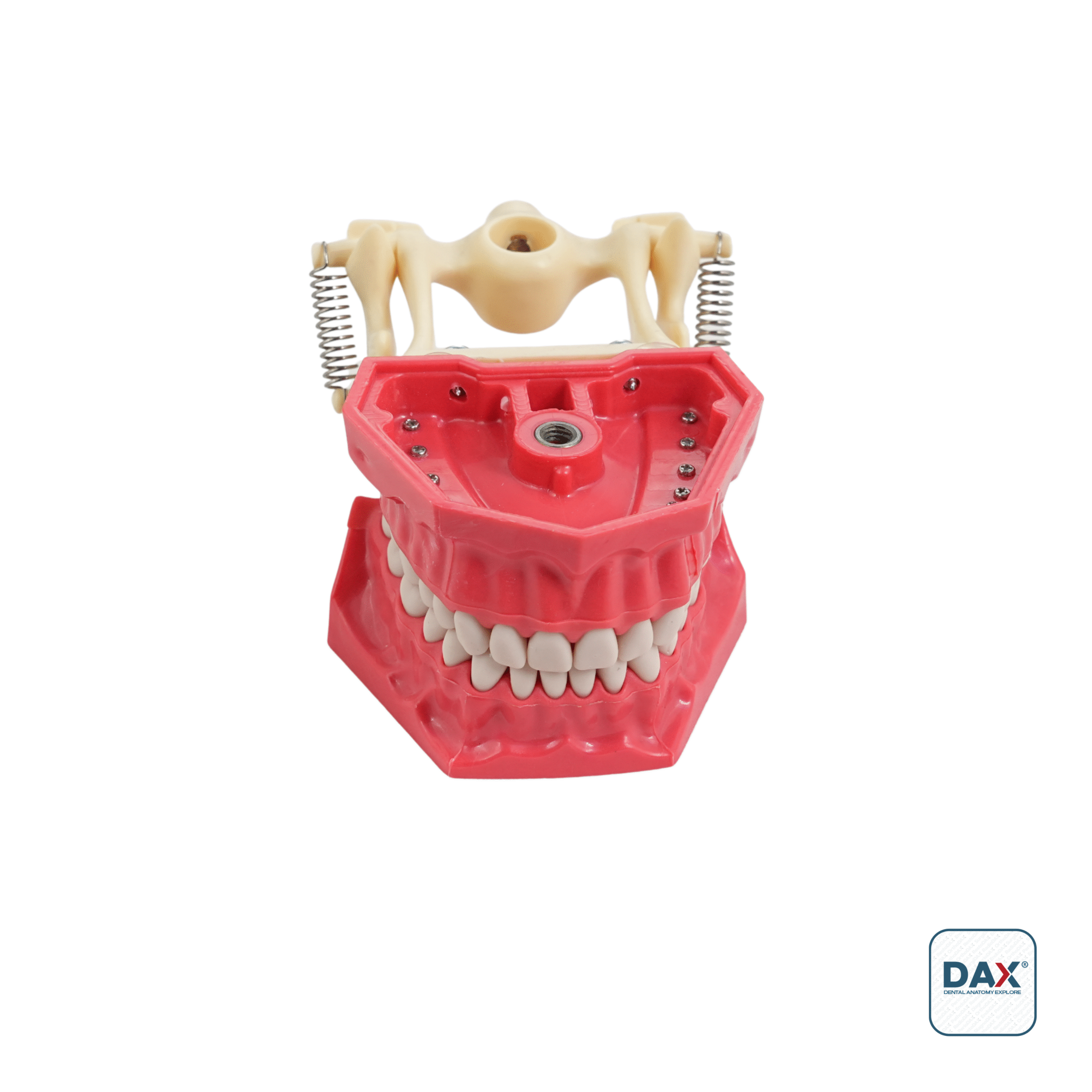 32’li Fantom Sert Çene (Model - Artikülatörlü)