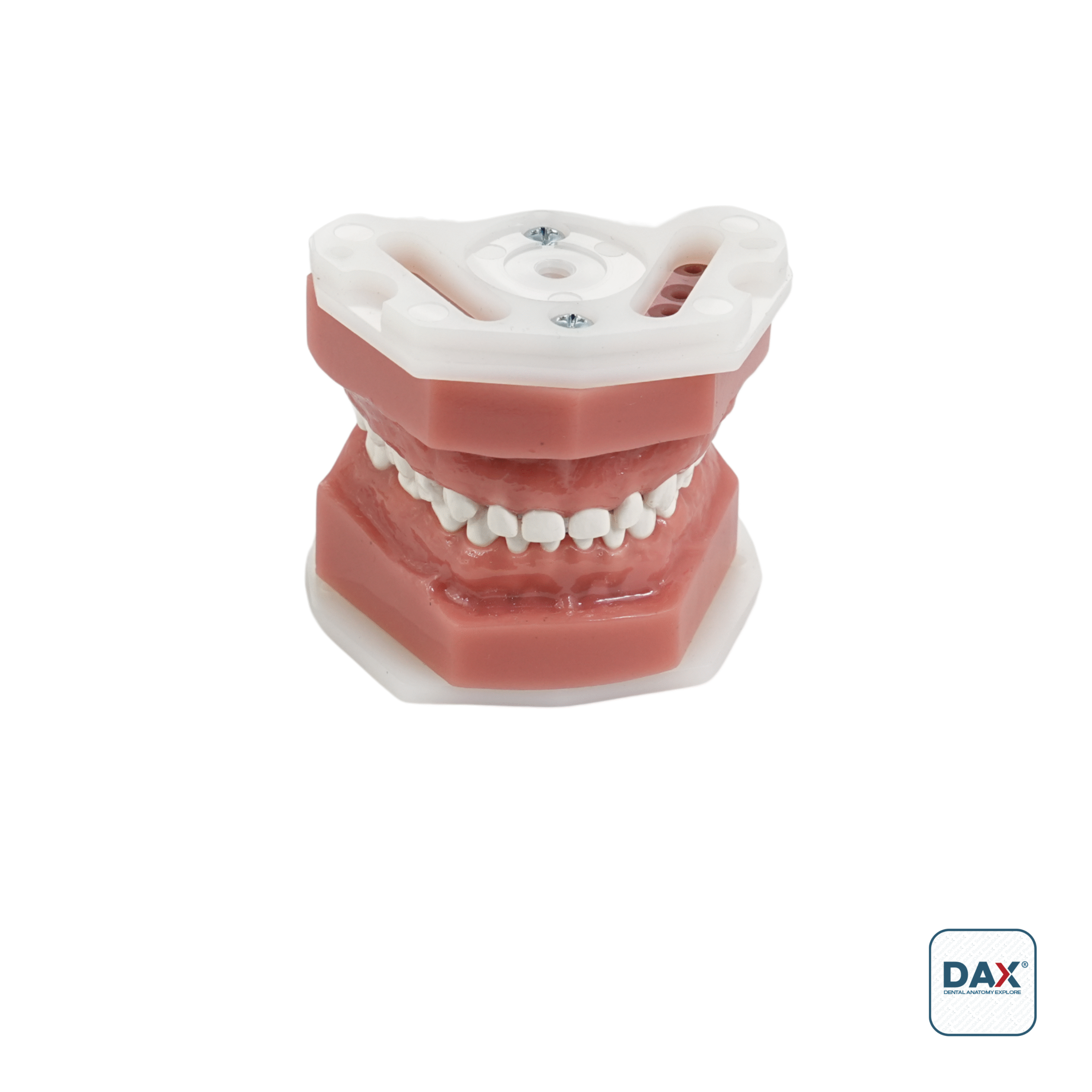 24'lü Fantom Pedodontik Çene (Model)