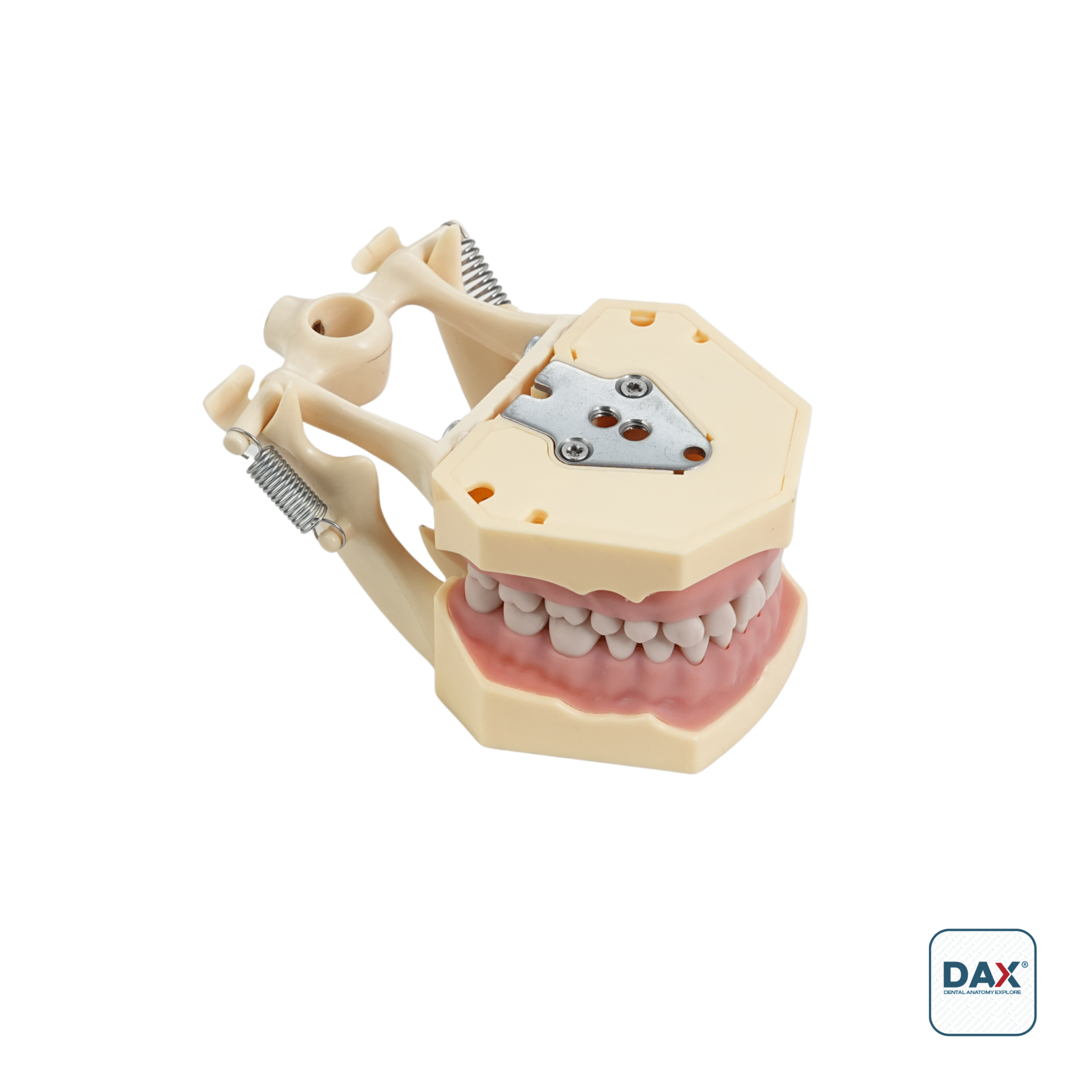 32’li Fantom Etli Çene (Model)