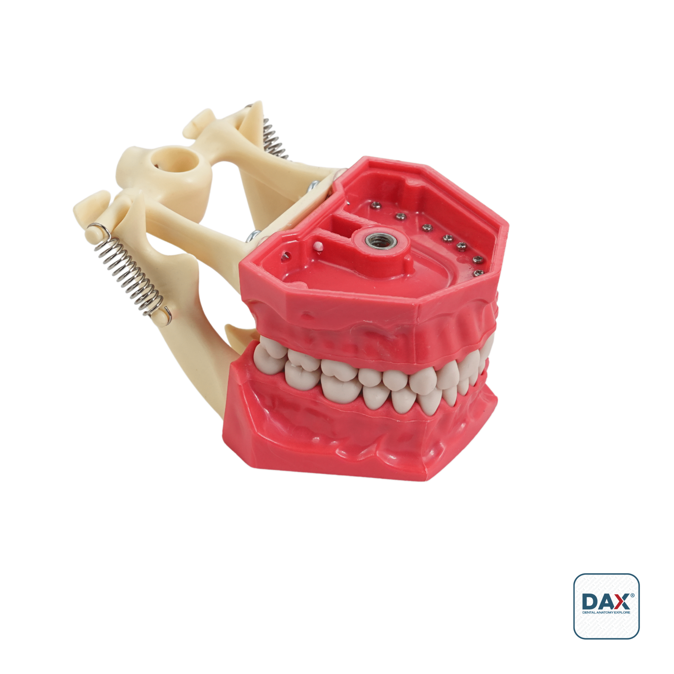 32’li Fantom Sert Çene (Model - Artikülatörlü)