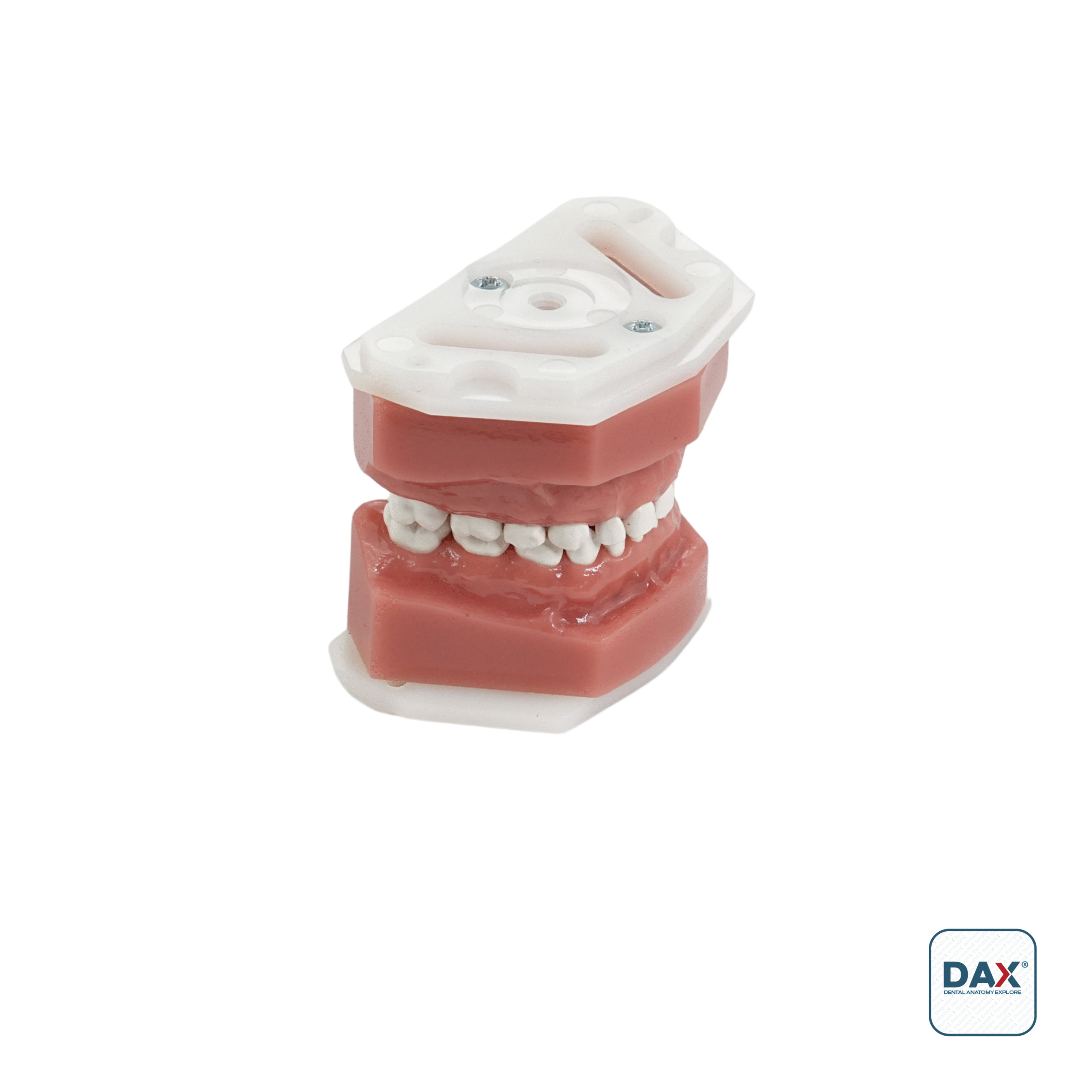 24'lü Fantom Pedodontik Çene (Model)