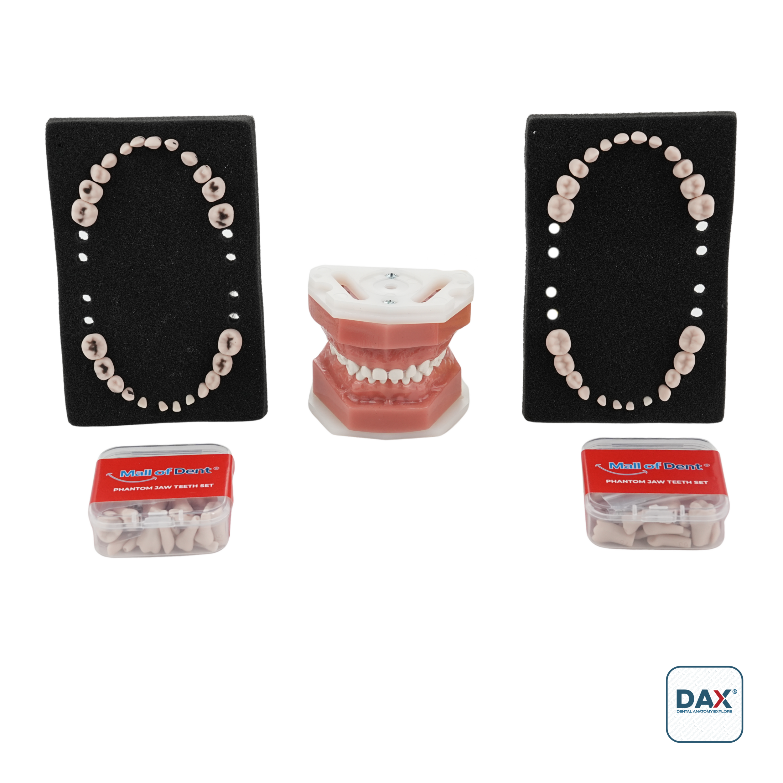 24'lü Fantom Pedodontik Çene ve Dişleri