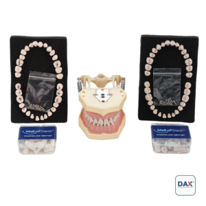 32’li Fantom Etli Çene ve Dişleri