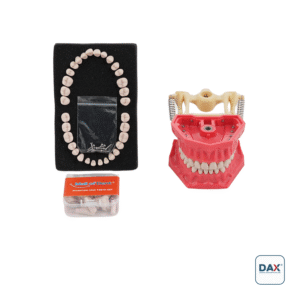 32’li Fantom Sert Çene ve Dişleri