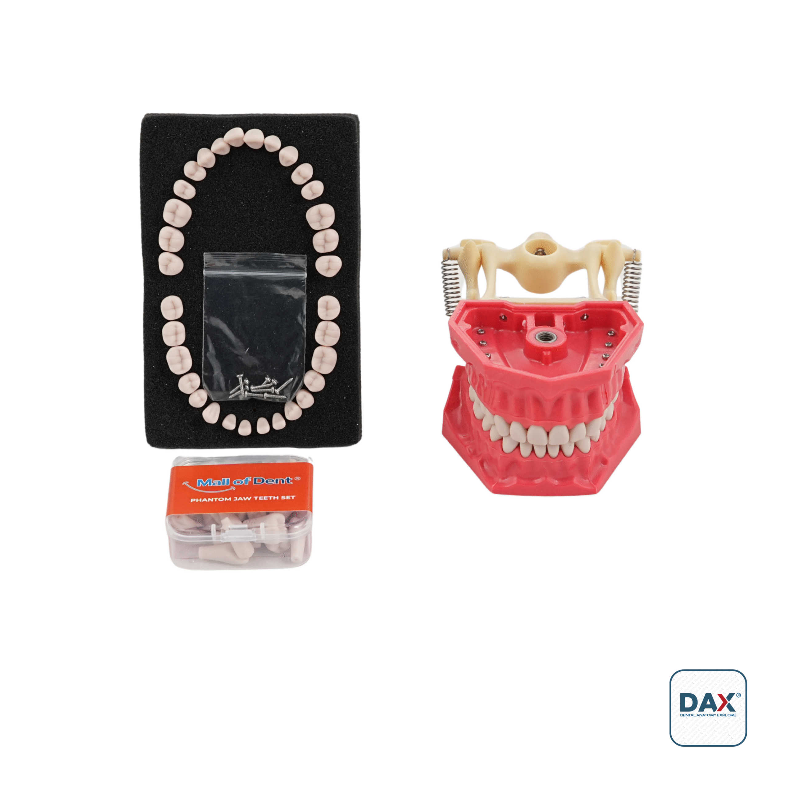 32’li Fantom Sert Çene ve Dişleri