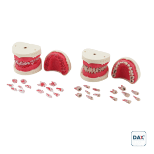 28'li Endodontik Fantom Çene ve Dişleri