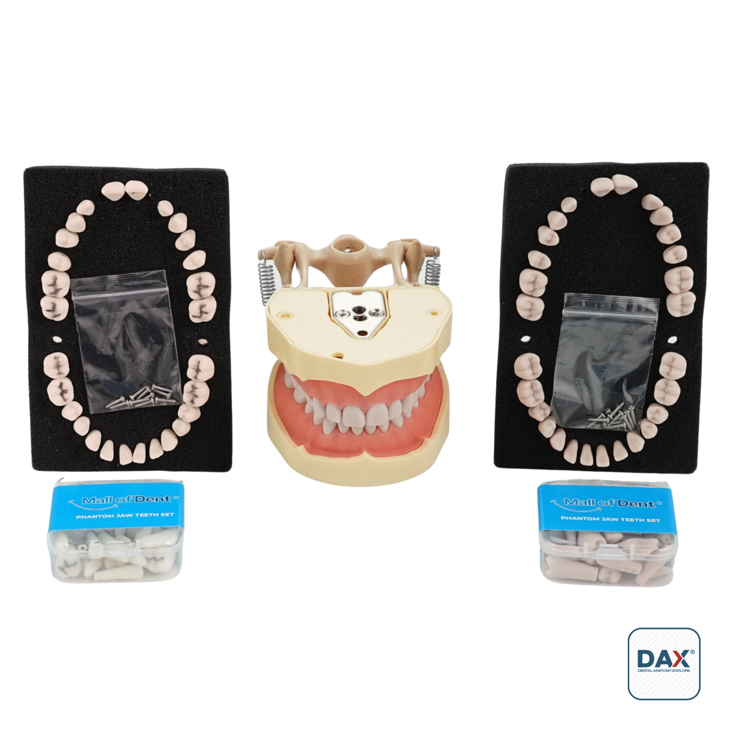 28’li Fantom Etli Çene ve Dişleri