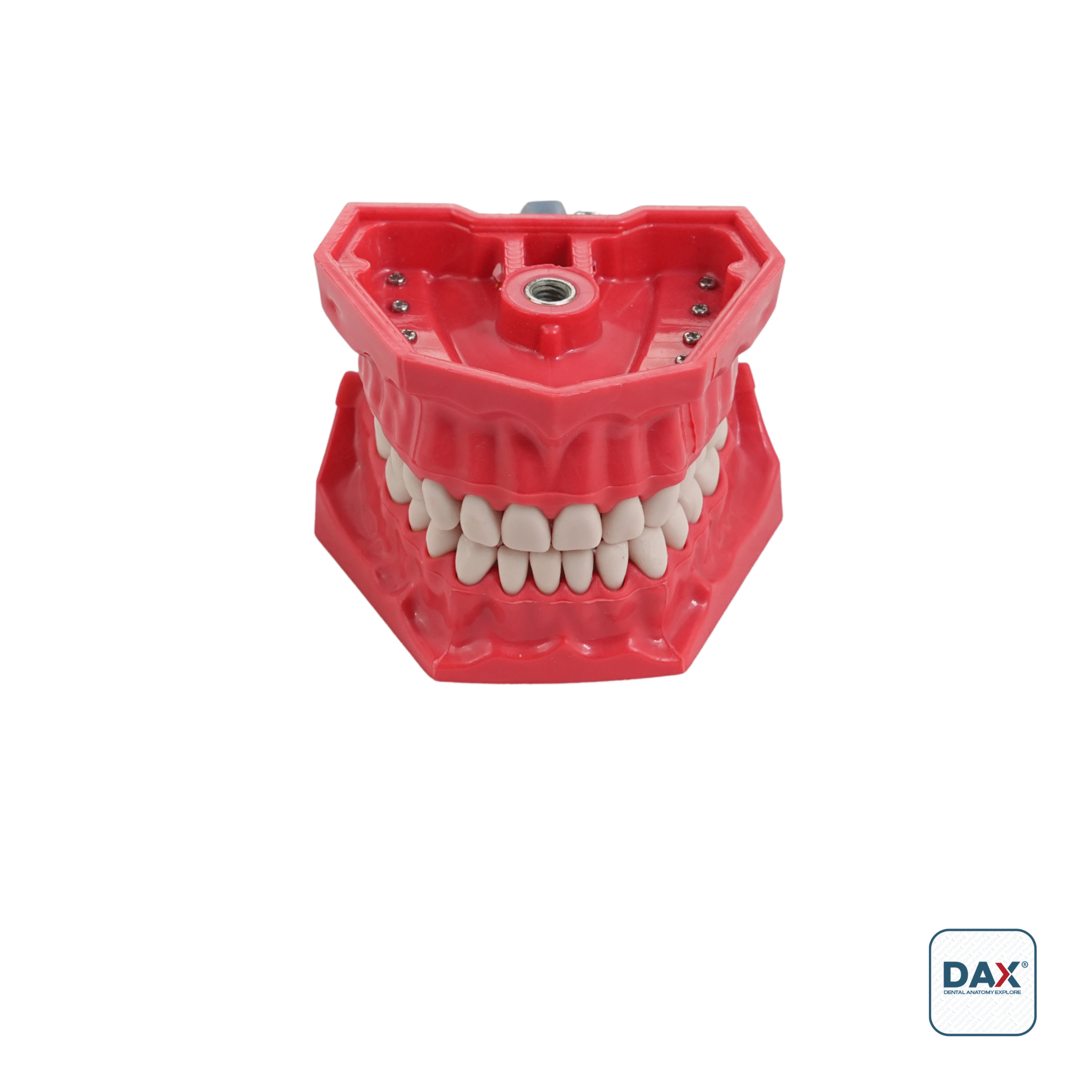 32’li Fantom Sert Çene (Model - Basit)