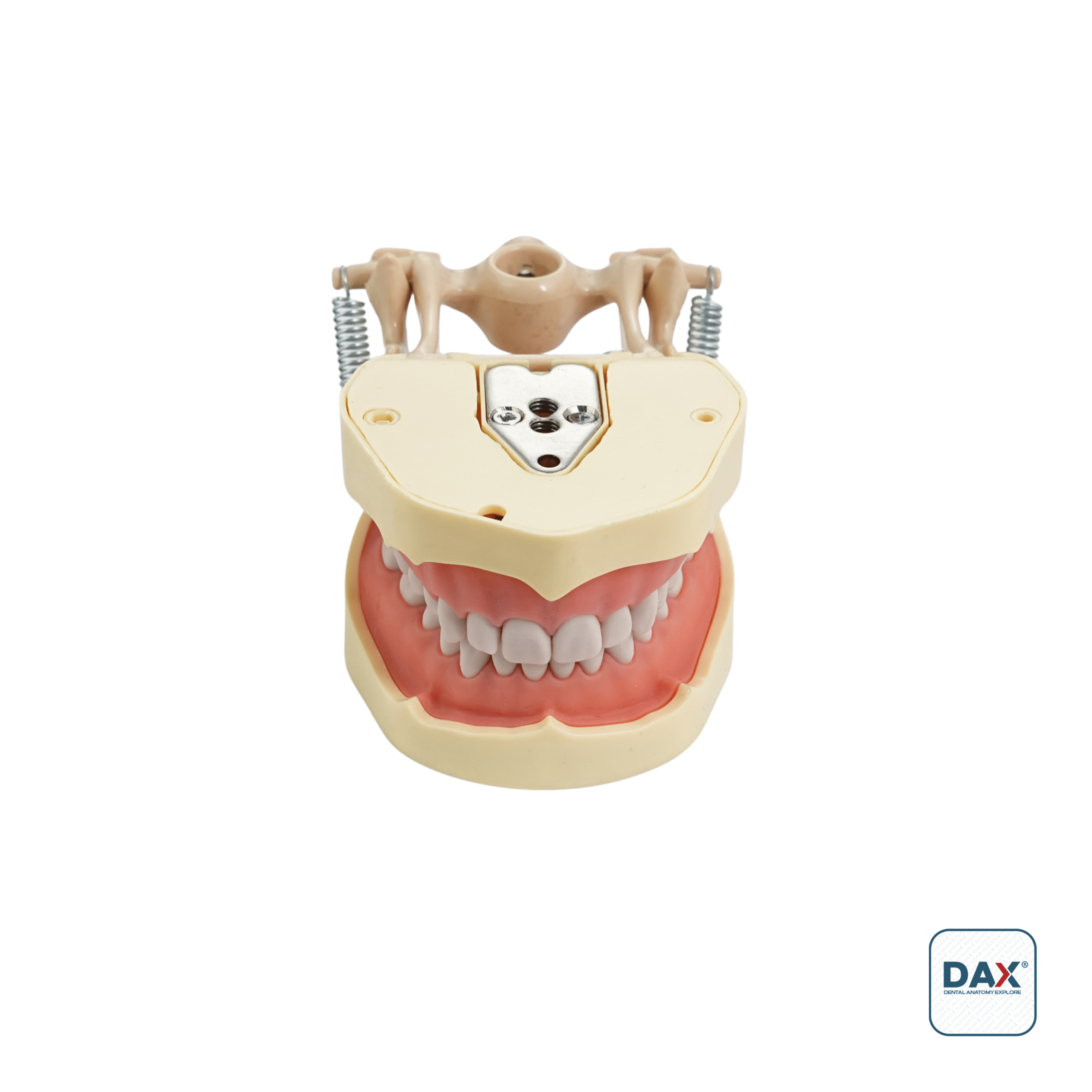 28’li Fantom Etli Çene (Model)