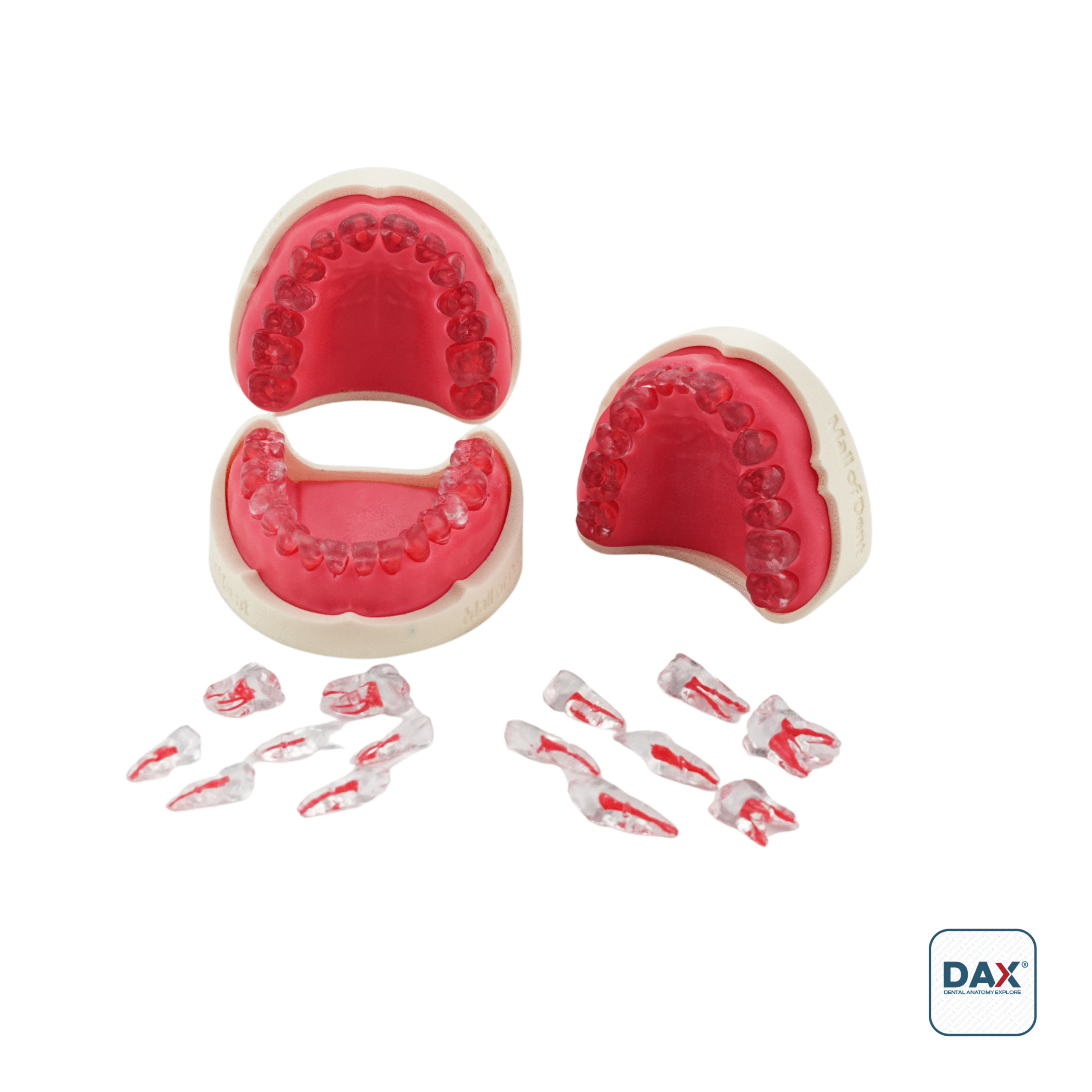 28'li EndoDAX Fantom Tam Çene