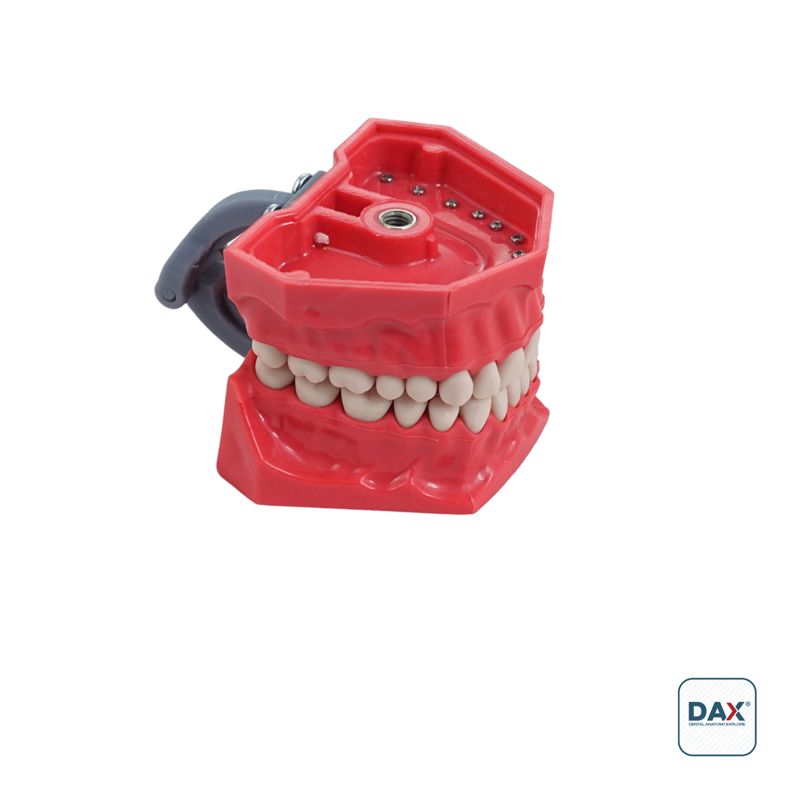 32’li Fantom Sert Çene (Model - Basit)