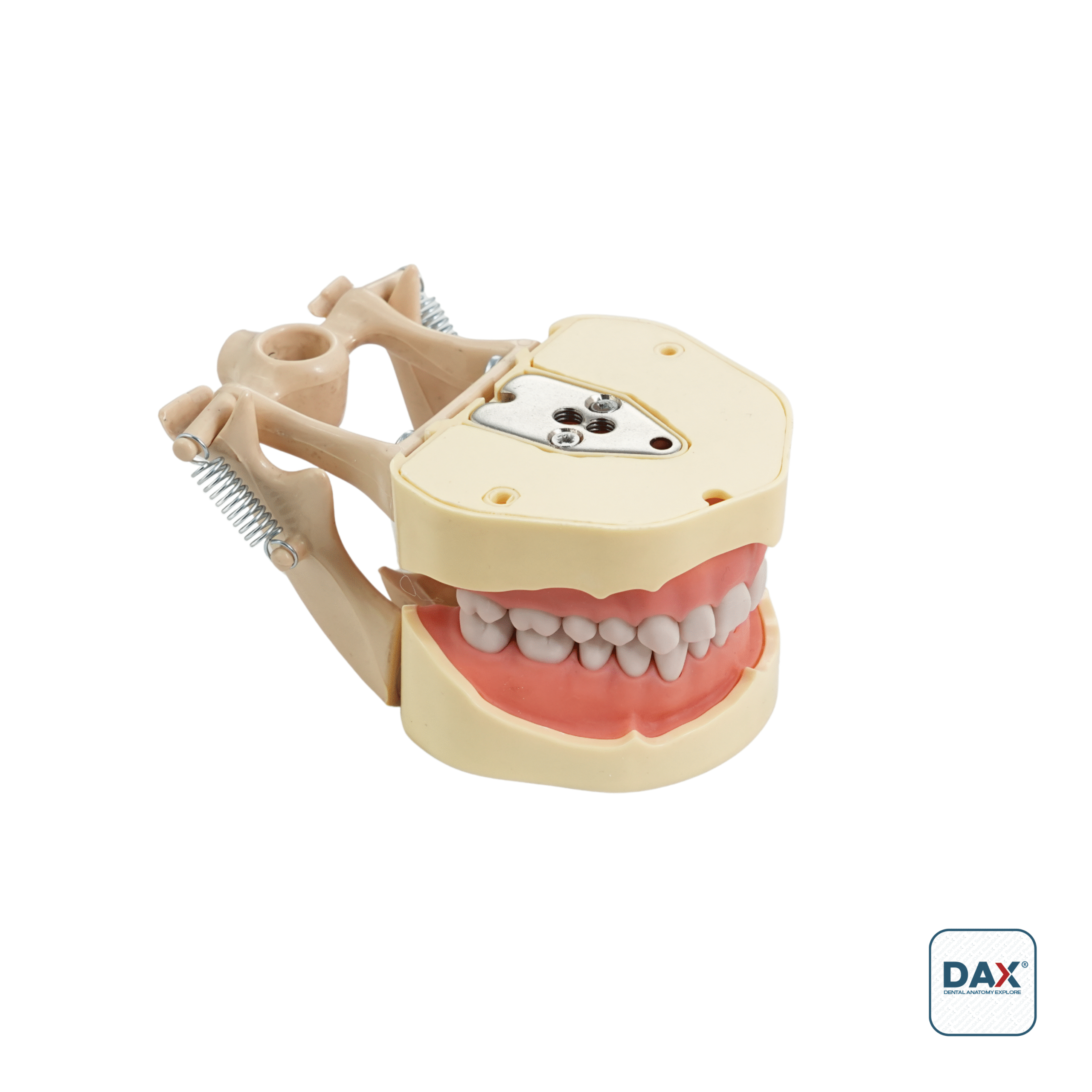 28’li Fantom Etli Çene (Model)