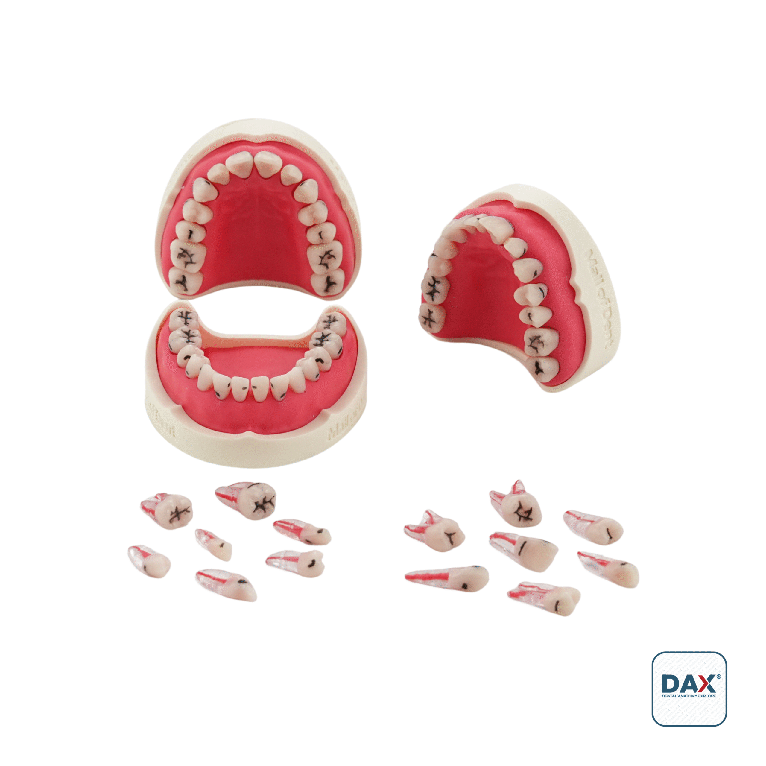 28'li RestoDAX Fantom Tam Çene