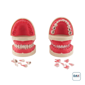 24'lü (Pedo) Endodontik Fantom Çene ve Dişleri