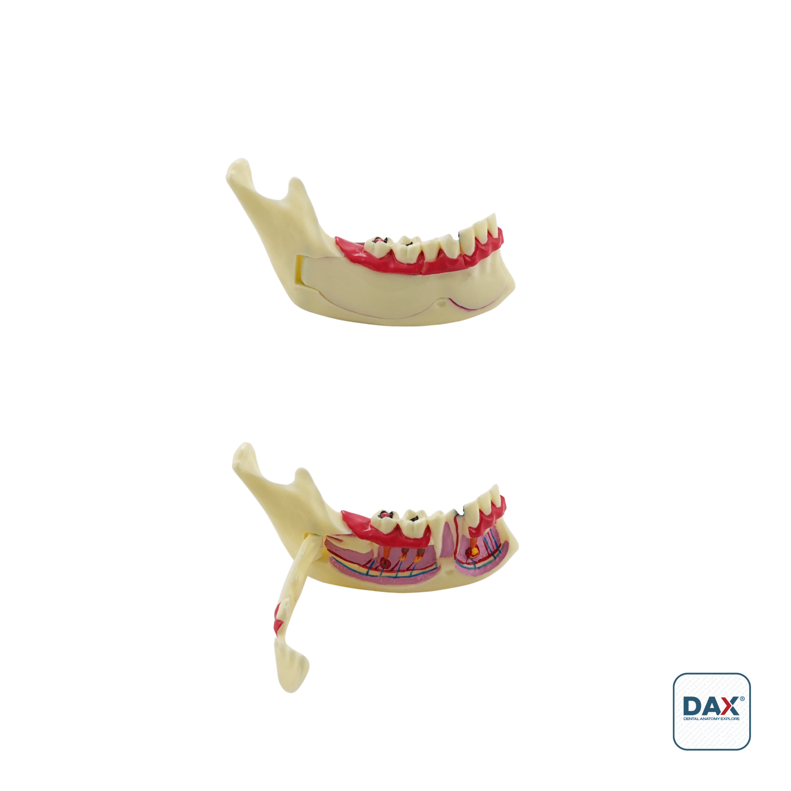 Diğer Eğitim Ürünleri