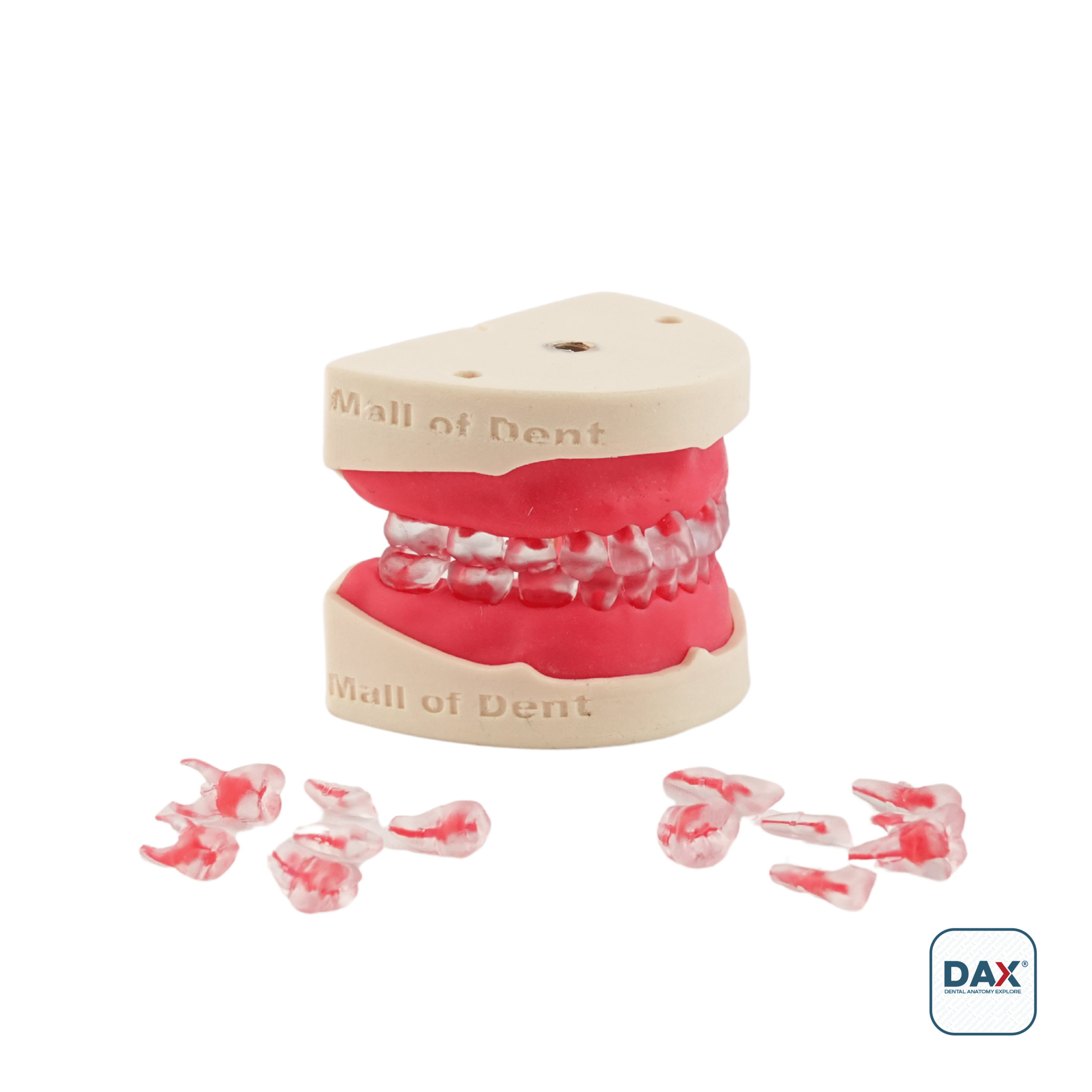 PedoEndoDax Tam Çene