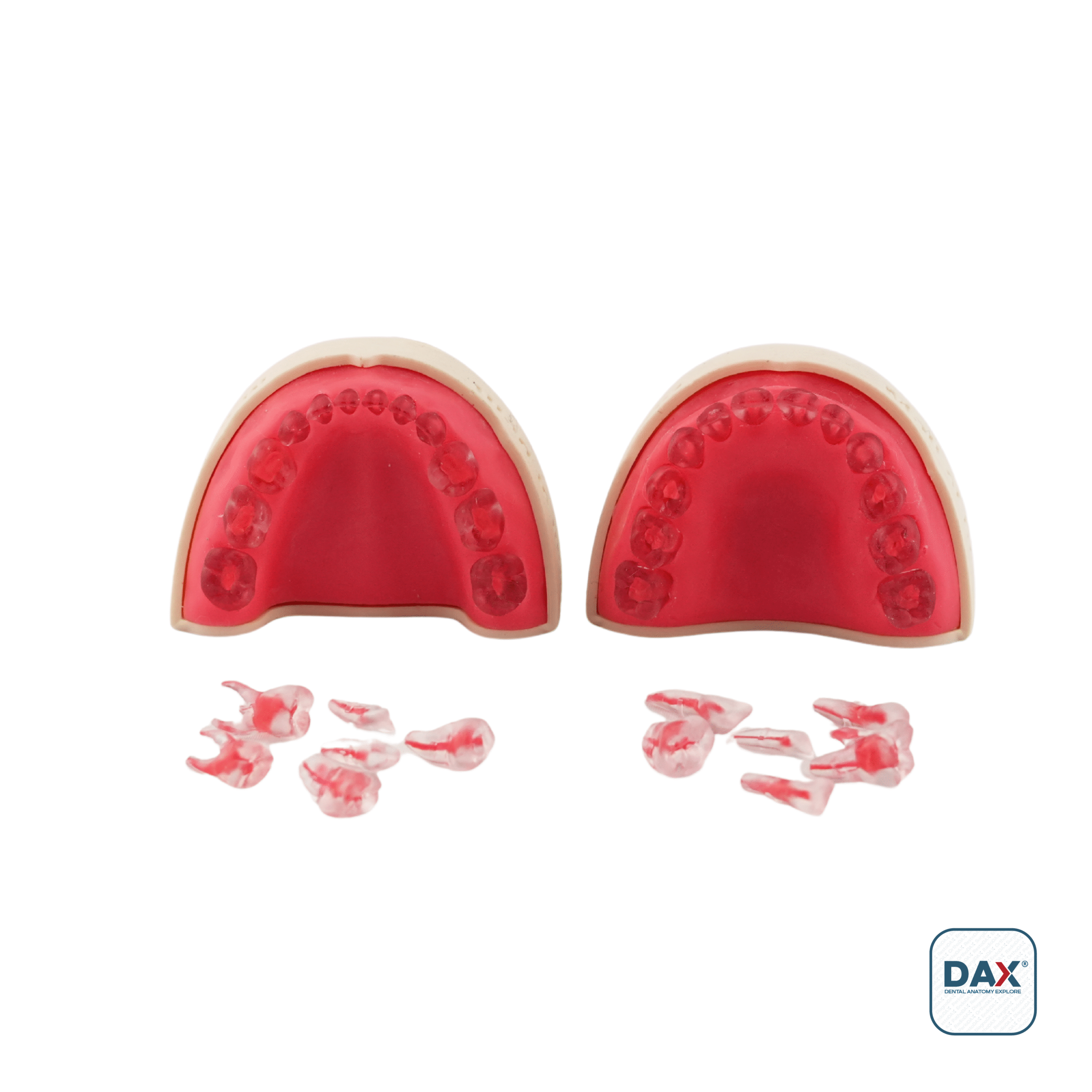 PedoEndoDax Tam Çene