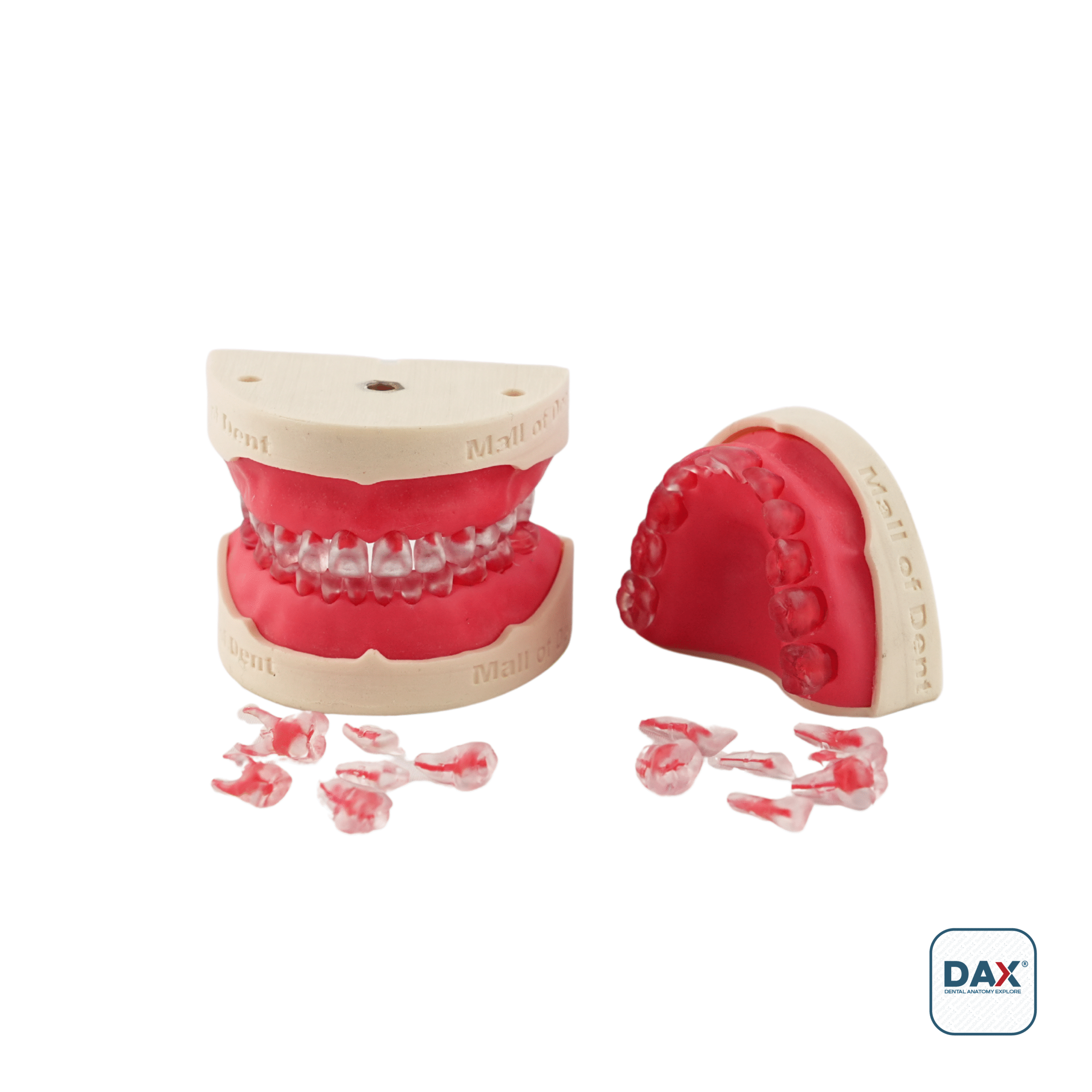 PedoEndoDax Yarım Çene