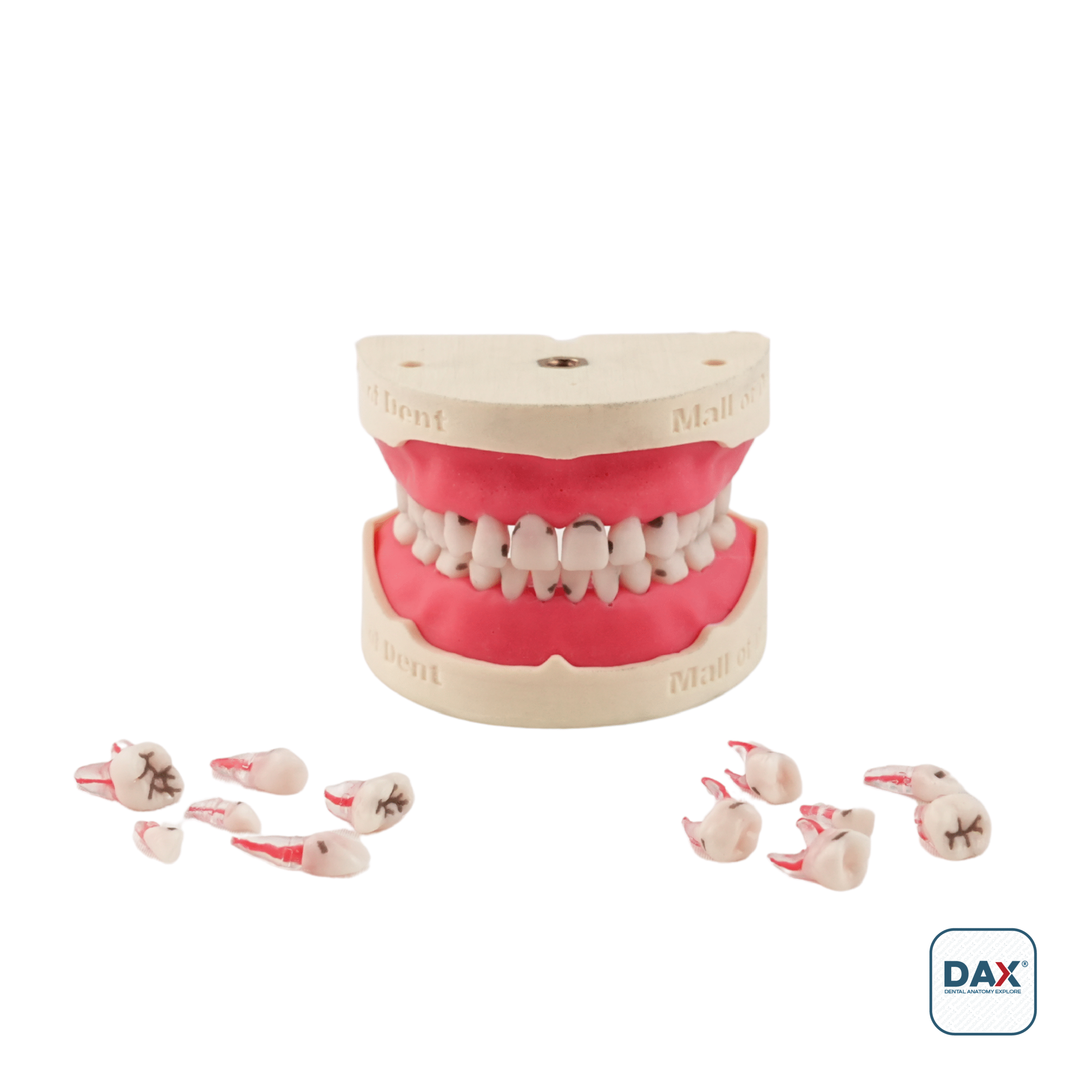 PedoRestoDax Tam Çene