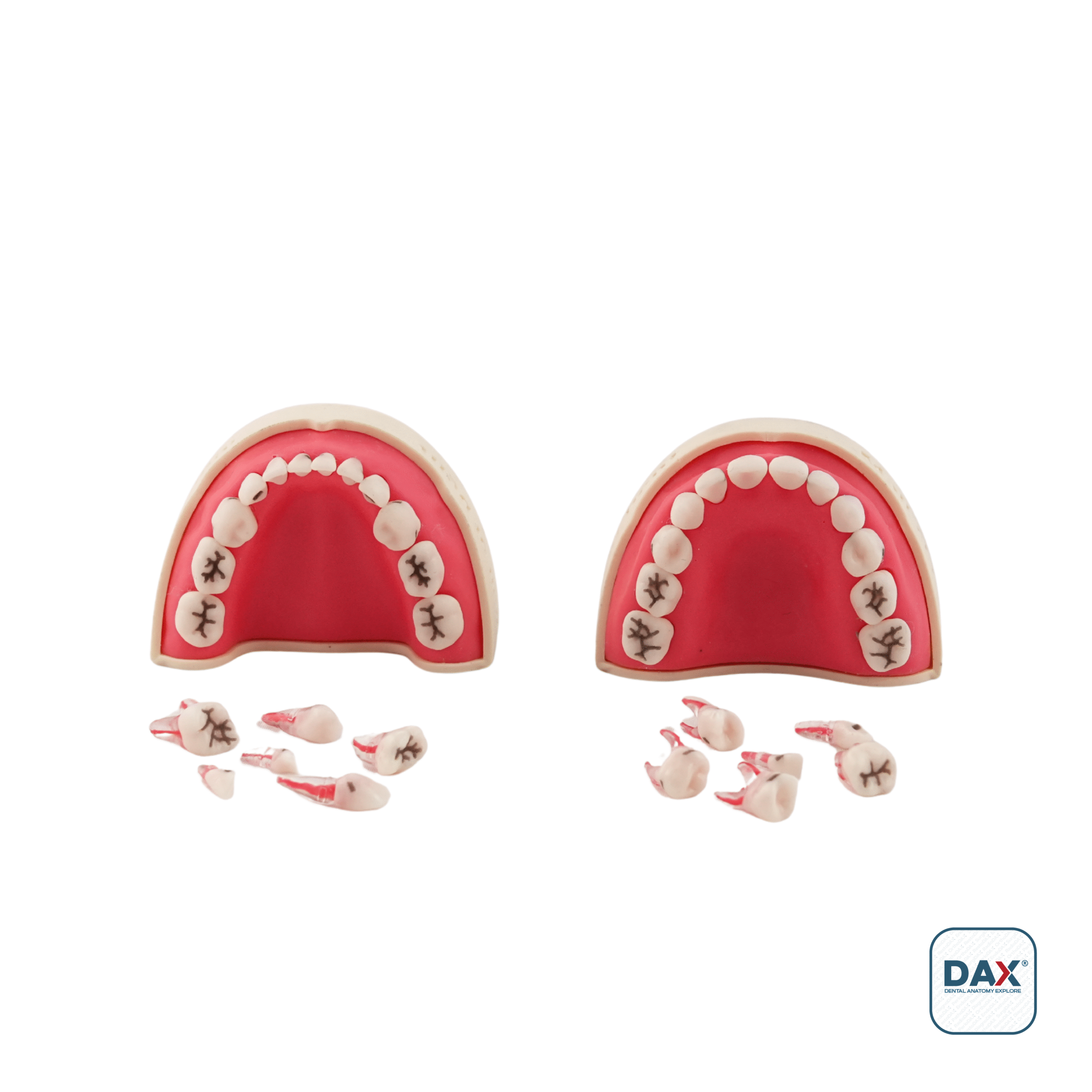 PedoRestoDax Tam Çene