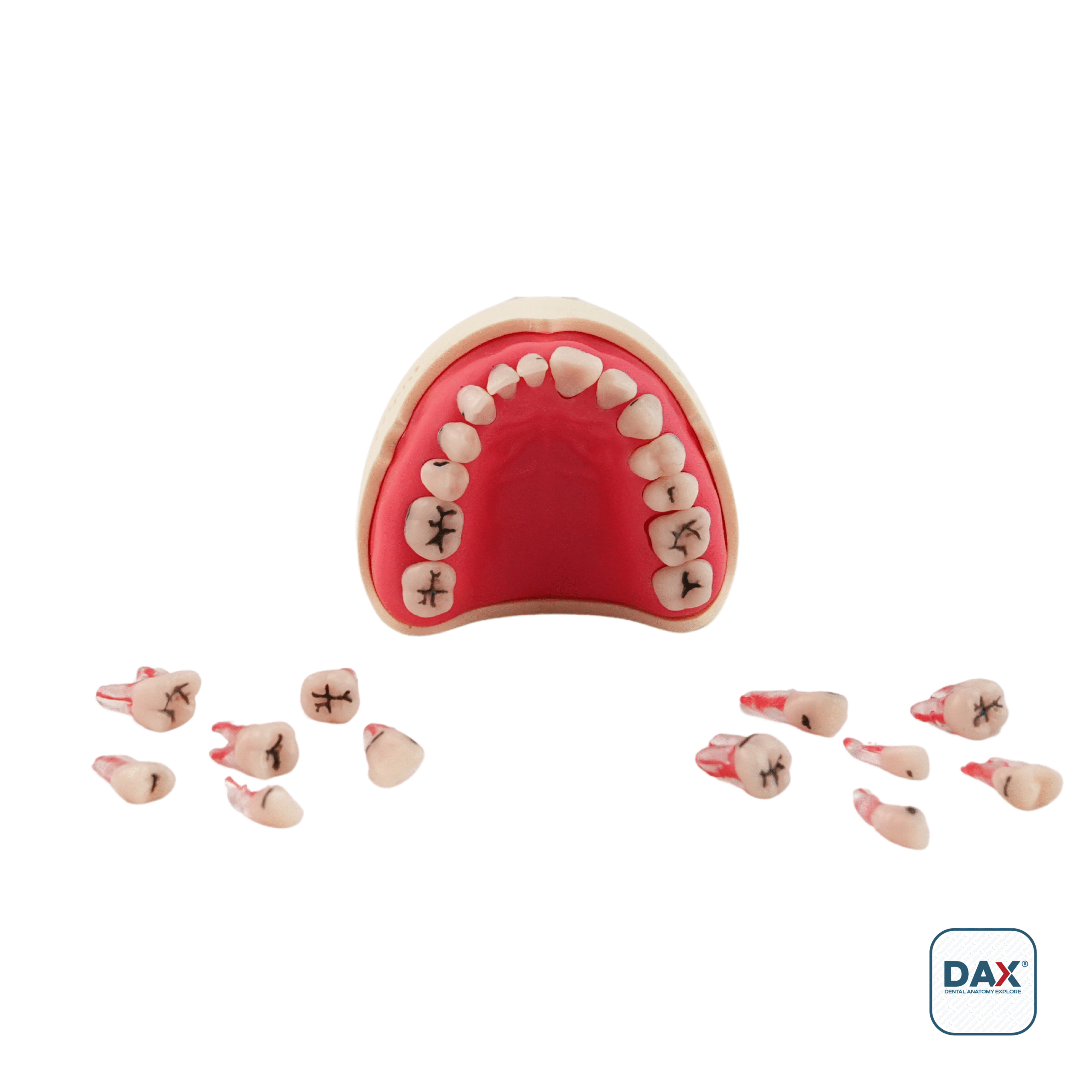 PedoRestoDax Yarım Çene